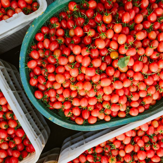 Panier de tomates fraîches locales
